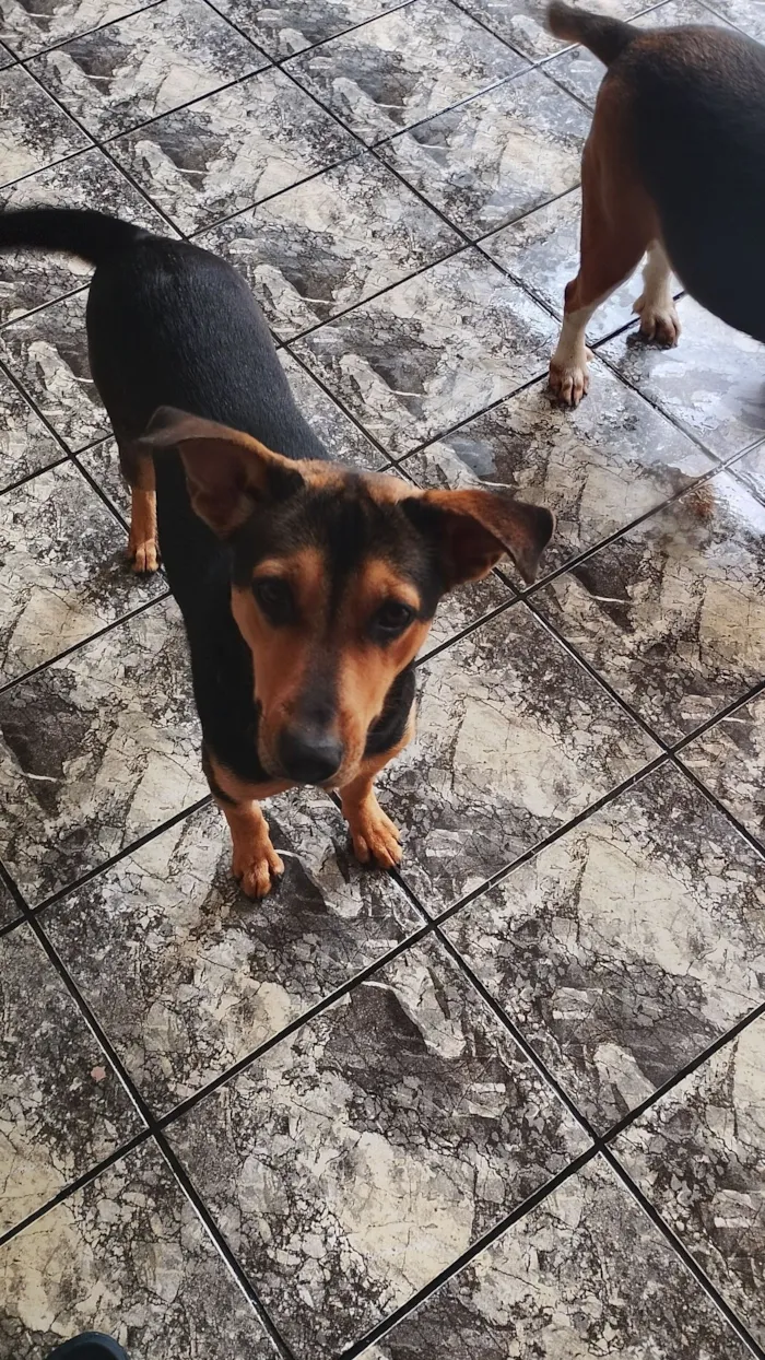 Cachorro raça SRD-ViraLata idade 7 a 11 meses nome amora
