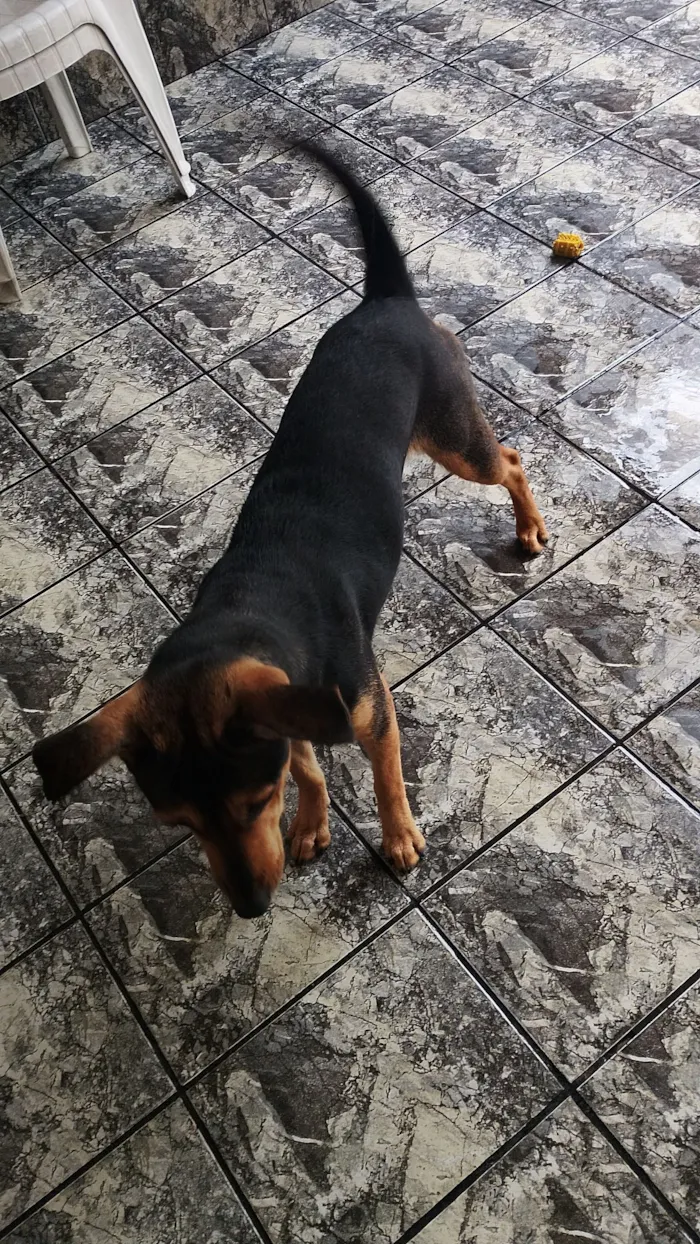 Cachorro raça SRD-ViraLata idade 7 a 11 meses nome amora