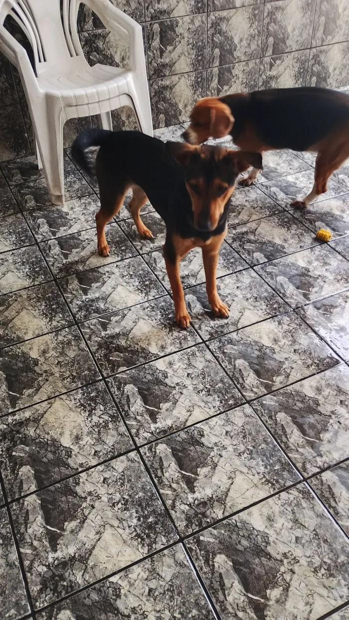 Cachorro raça SRD-ViraLata idade 7 a 11 meses nome amora
