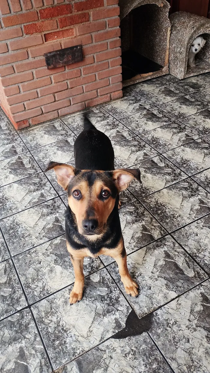 Cachorro raça SRD-ViraLata idade 7 a 11 meses nome amora