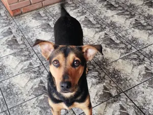 Cachorro raça SRD-ViraLata idade 7 a 11 meses nome amora