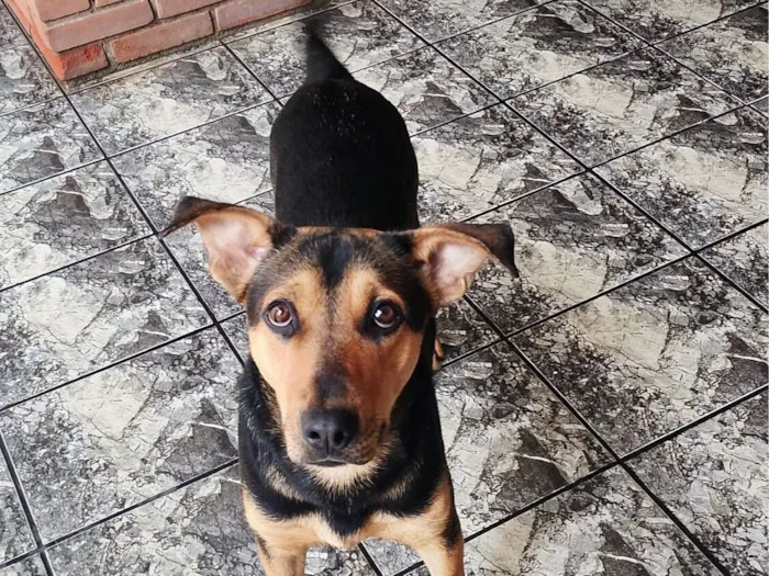 Cachorro raça SRD-ViraLata idade 7 a 11 meses nome amora