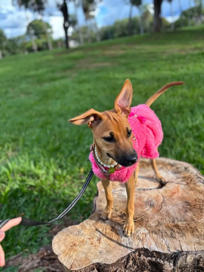 Cachorro raça SRD-ViraLata idade 2 a 6 meses nome Suzi