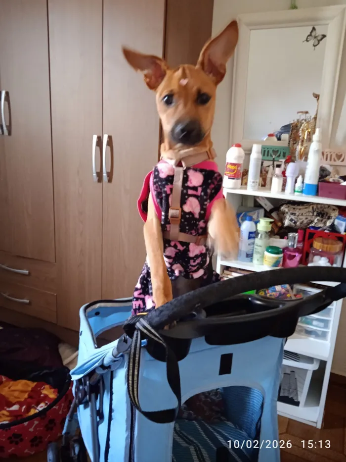 Cachorro raça SRD-ViraLata idade 2 a 6 meses nome Suzi