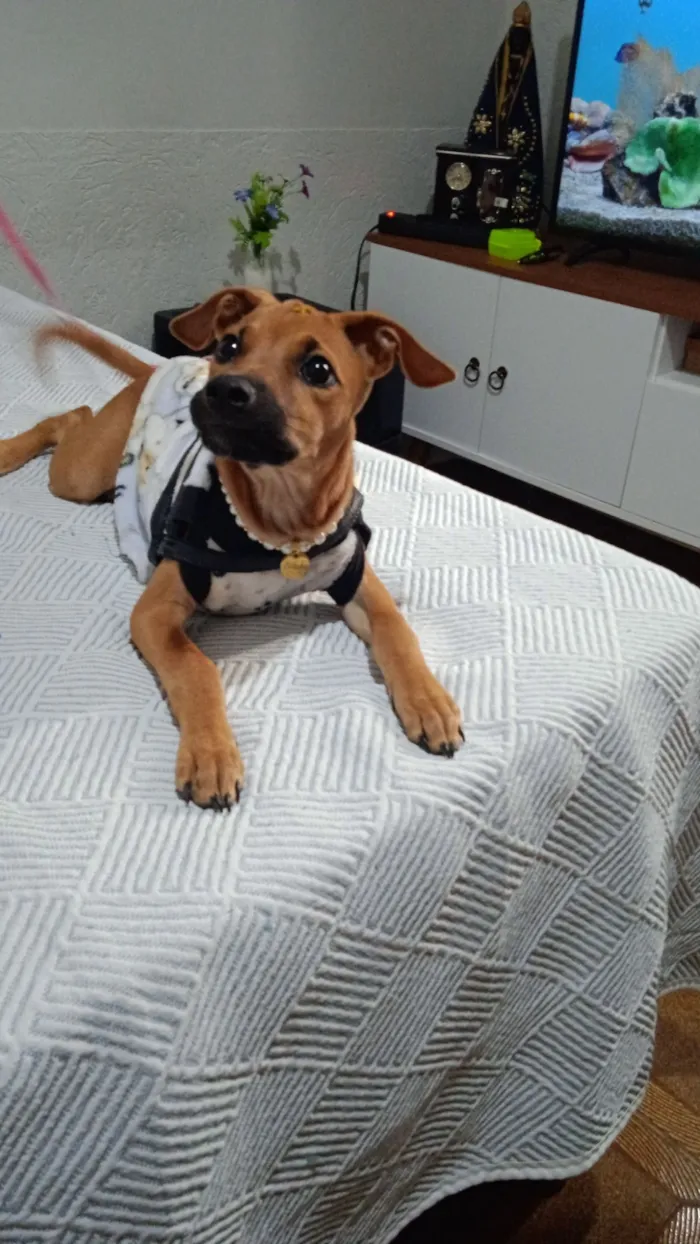 Cachorro raça SRD-ViraLata idade 2 a 6 meses nome Suzi