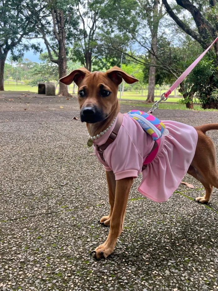 Cachorro raça SRD-ViraLata idade 2 a 6 meses nome Suzi