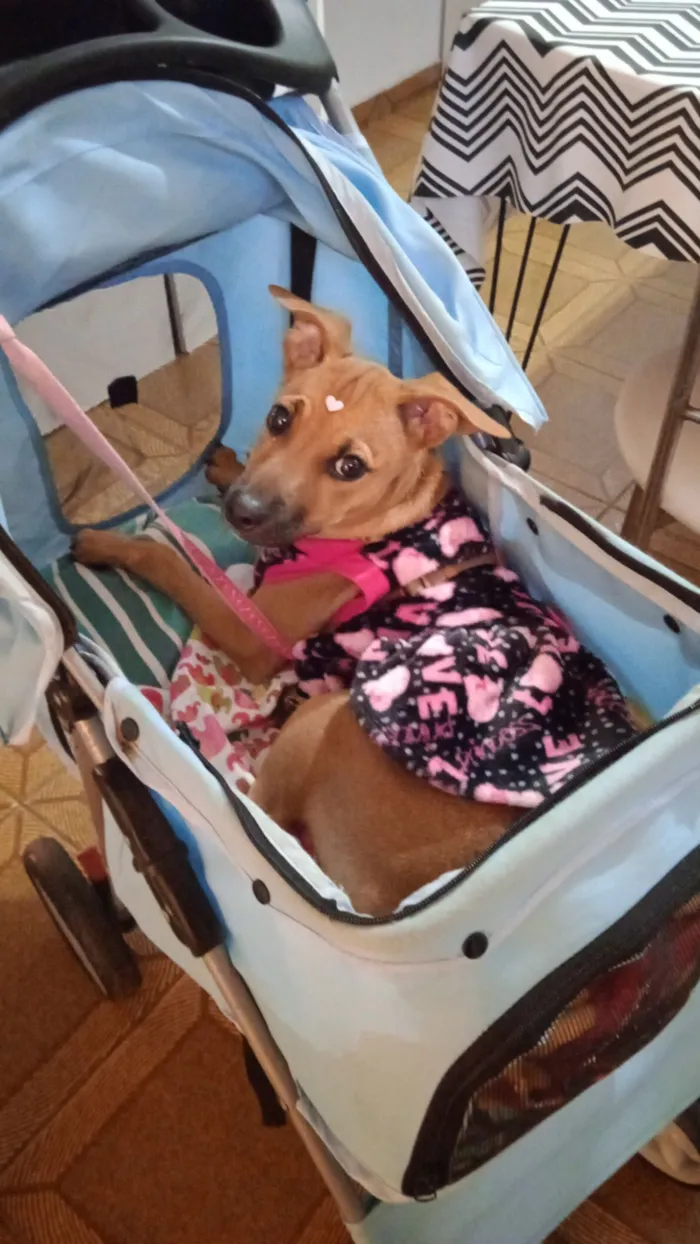 Cachorro raça SRD-ViraLata idade 2 a 6 meses nome Suzi