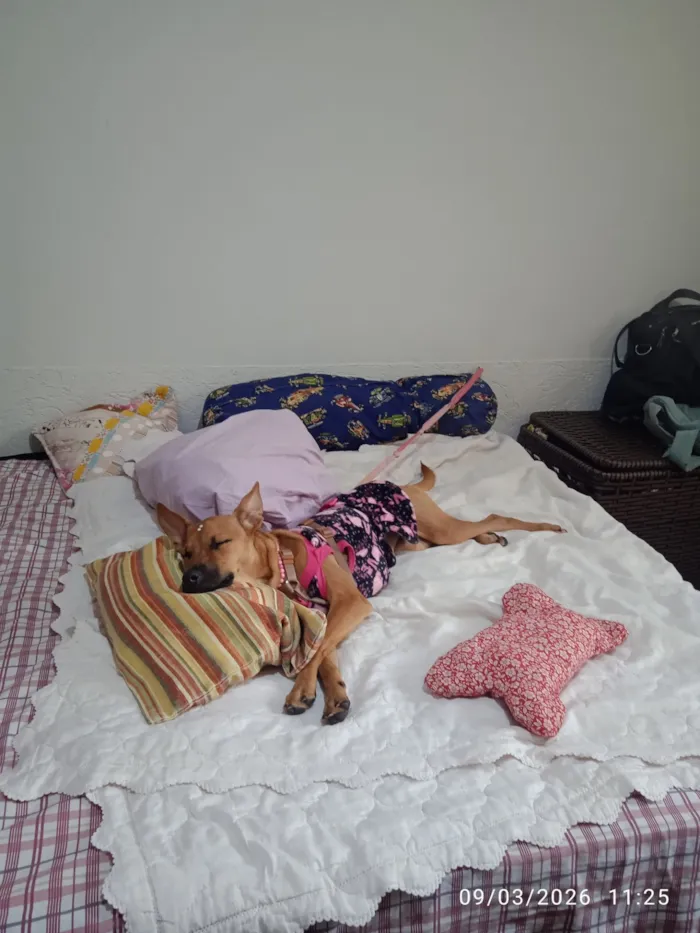 Cachorro raça SRD-ViraLata idade 2 a 6 meses nome Suzi