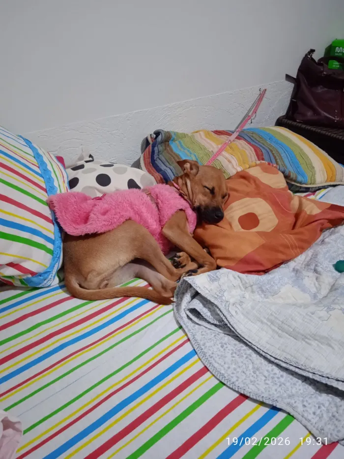 Cachorro raça SRD-ViraLata idade 2 a 6 meses nome Suzi
