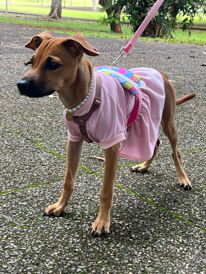 Cachorro raça SRD-ViraLata idade 2 a 6 meses nome Suzi