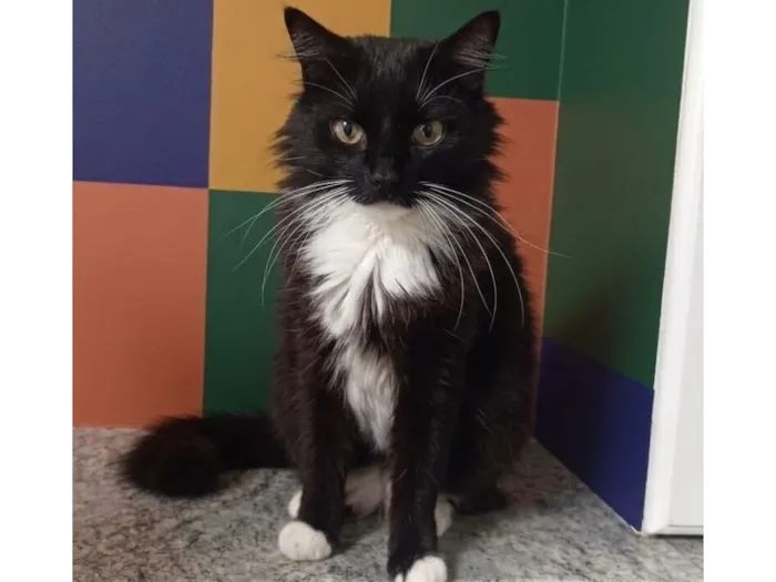 Gato raça SRD-ViraLata idade 5 anos nome Bruce