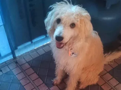 Cachorro raça SRD-ViraLata idade 1 ano nome spike