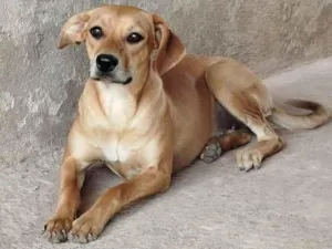 Cachorro raça SRD-ViraLata idade 2 anos nome Zoreia 