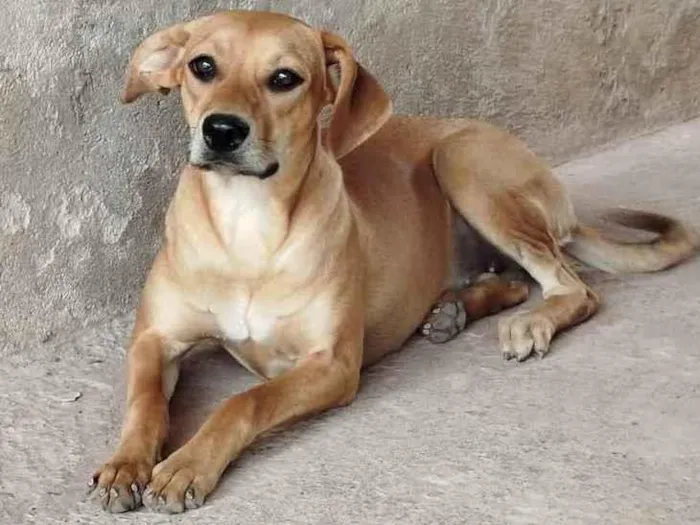 Cachorro raça SRD-ViraLata idade 2 anos nome Zoreia 