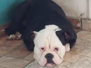 Cachorro raça Pit-Bull idade 1 ano nome bigode