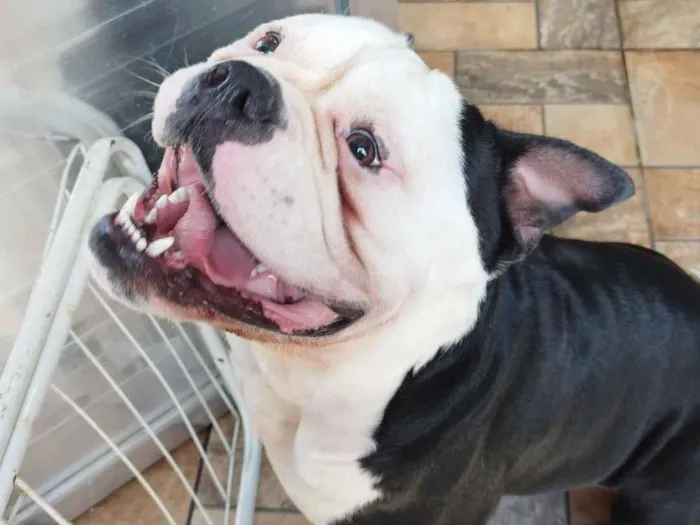 Cachorro raça Pit-Bull idade Abaixo de 2 meses nome bigode