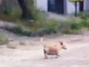 Cachorro raça SRD-ViraLata idade Abaixo de 2 meses nome sem nome ainda 