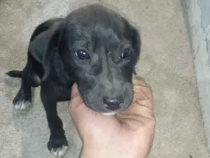 Cachorro raça Labrador idade 2 a 6 meses nome pretinho