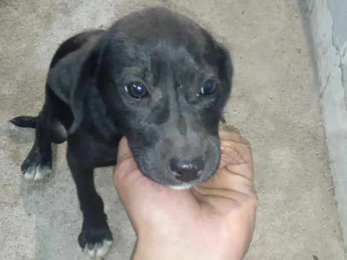 Cachorro raça Labrador idade 2 a 6 meses nome pretinho