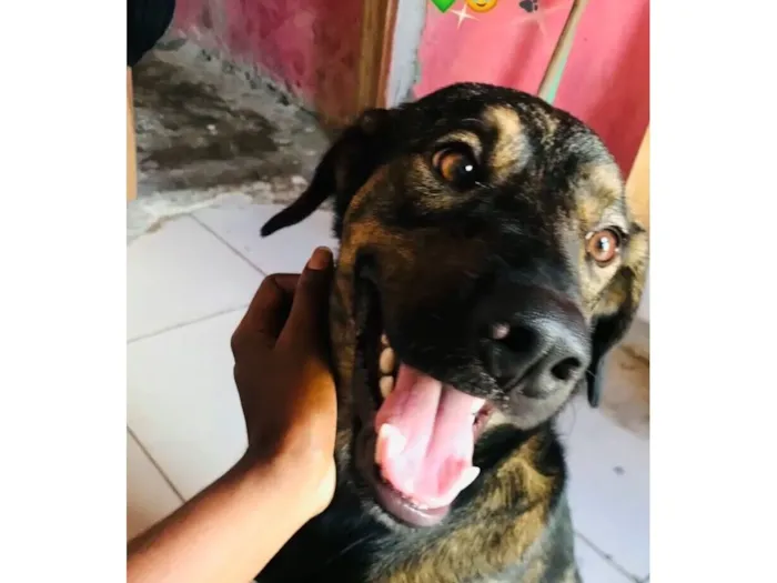 Cachorro raça Pastor Alemão idade 2 anos nome Bruce