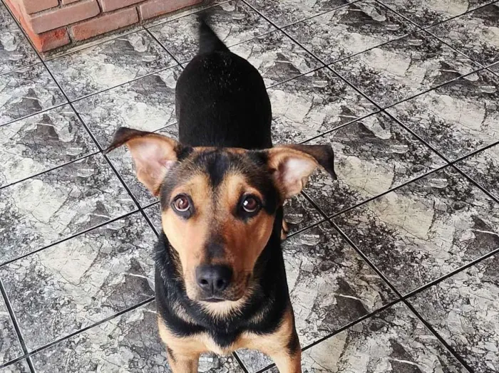 Cachorro raça SRD-ViraLata idade 7 a 11 meses nome amora