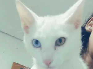 Gato raça SRD-ViraLata idade 2 a 6 meses nome Gato 