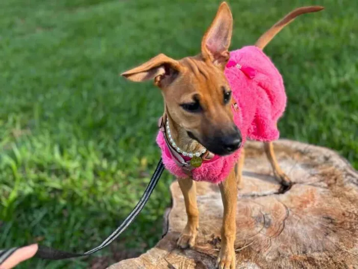 Cachorro raça SRD-ViraLata idade 2 a 6 meses nome Suzi