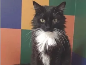 Gato raça SRD-ViraLata idade 5 anos nome Bruce