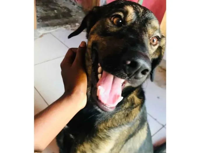 Cachorro raça Pastor Alemão idade 2 anos nome Bruce