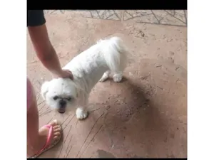 Cachorro raça Shitzu idade 4 anos nome MEL