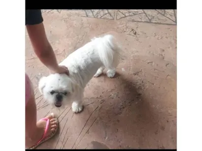 Cachorro raça Shitzu idade 4 anos nome MEL