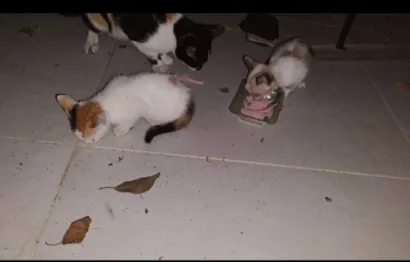 Gato raça SRD-ViraLata idade 2 a 6 meses nome gatos