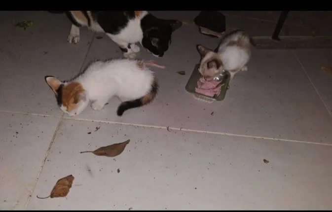 Gato raça SRD-ViraLata idade 2 a 6 meses nome gatos