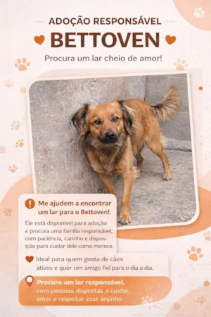 Cachorro raça SRD-ViraLata idade 3 anos nome Bettoven 
