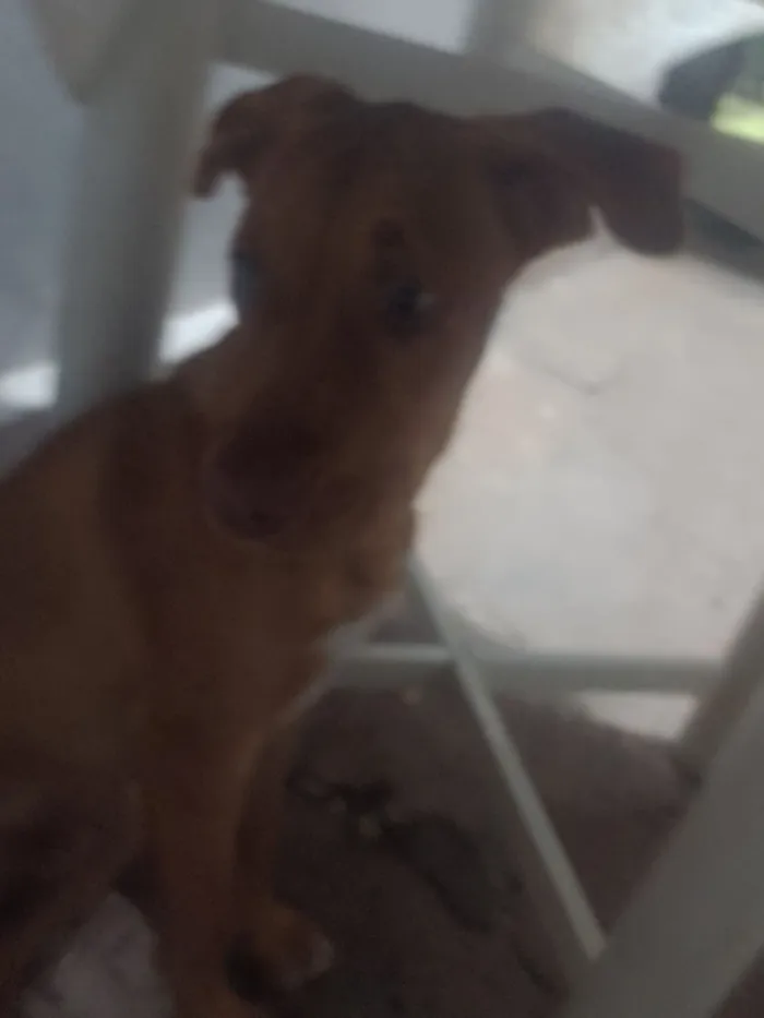 Cachorro raça SRD-ViraLata idade 2 a 6 meses nome Andreia Cristina