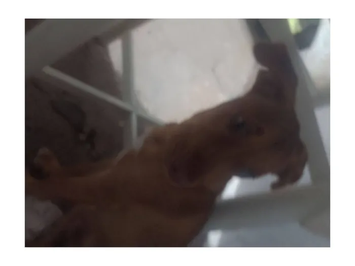 Cachorro raça SRD-ViraLata idade 2 a 6 meses nome Andreia Cristina