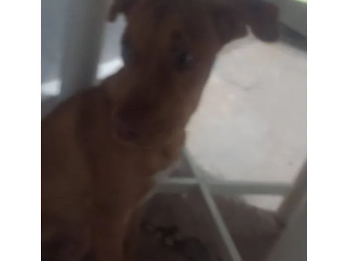 Cachorro raça SRD-ViraLata idade 2 a 6 meses nome Andreia Cristina