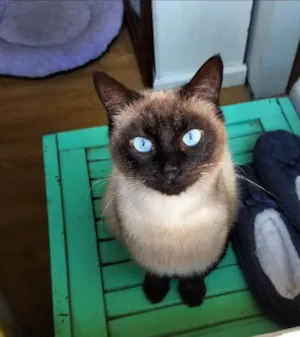 Gato raça Siamês idade 7 a 11 meses nome Benjam 