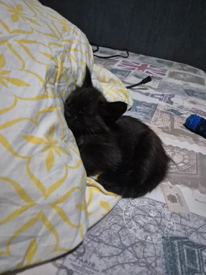 Gato raça SRD-ViraLata idade 2 a 6 meses nome Dante