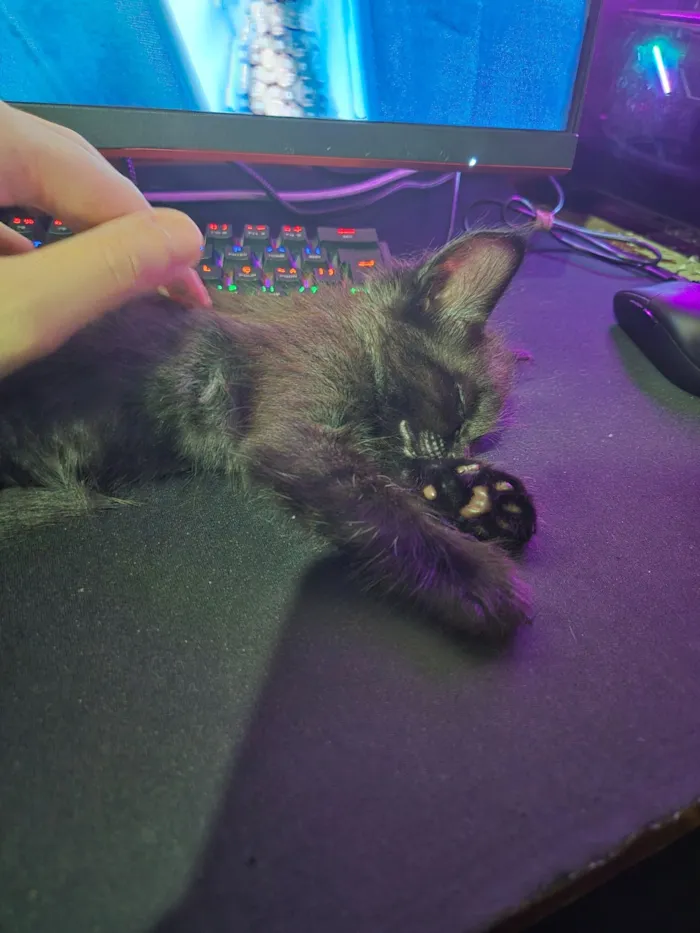 Gato raça SRD-ViraLata idade 2 a 6 meses nome Dante