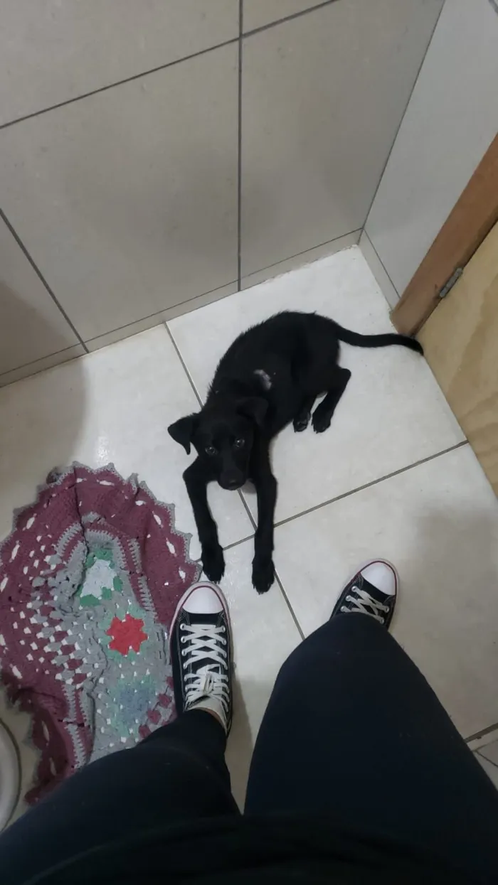 Cachorro raça SRD-ViraLata idade 2 a 6 meses nome Talita Siméia Antunes Pinheiro