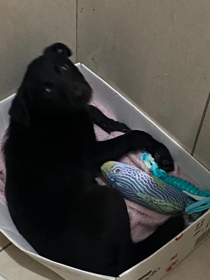 Cachorro raça SRD-ViraLata idade 2 a 6 meses nome Talita Siméia Antunes Pinheiro