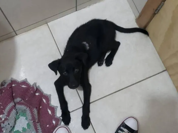 Cachorro raça SRD-ViraLata idade 2 a 6 meses nome Talita Siméia Antunes Pinheiro