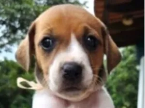 Cachorro raça SRD-ViraLata idade Abaixo de 2 meses nome Teka 