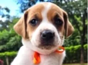 Cachorro raça SRD-ViraLata idade Abaixo de 2 meses nome Maia 