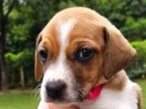 Cachorro raça SRD-ViraLata idade Abaixo de 2 meses nome Kika 
