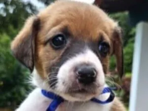 Cachorro raça SRD-ViraLata idade Abaixo de 2 meses nome Mina 