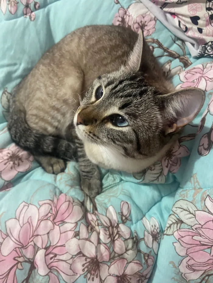 Gato raça SRD-ViraLata idade 2 anos nome Taylor (taytay)