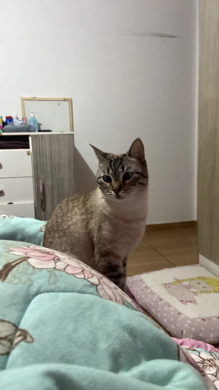 Gato raça SRD-ViraLata idade 2 anos nome Taylor (taytay)