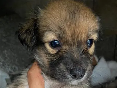 Cachorro raça SRD-ViraLata idade Abaixo de 2 meses nome Vc escolhe 